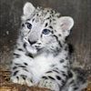 snowleopard479
